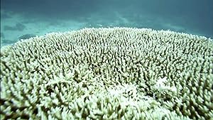 Cover image of the movie Desert Seas (2011)