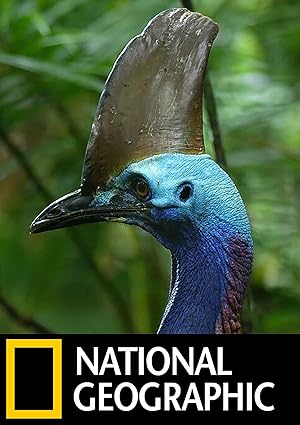 Cover image of the movie Dino Bird (2017)