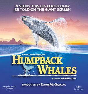 Cover image of the movie Humpback Whales (2015)