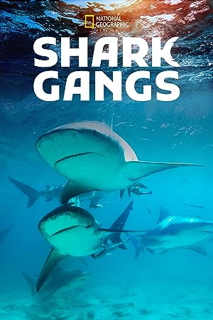 Cover image of the movie Shark Gangs (2021)