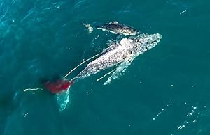 Cover image of the movie Shark vs. Whale (2020)