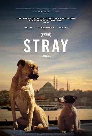 Cover image of the movie Stray (2020)