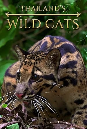 Cover image of the movie Thailand's Wild Cats (2021)