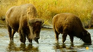 Cover image of the movie The Last Buffalo (2017)