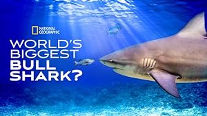 Cover image of the movie World's Biggest Bull Shark (2021)