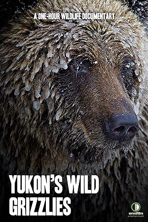 Cover image of the movie Yukon's Wild Grizzlies (2021)