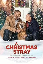 Cover image of the movie A Christmas Stray