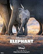 Cover image of the movie Elephant