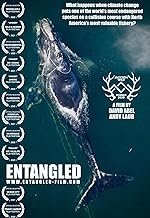 Cover image of the movie Entangled: The Race to Save Right Whales from Extinction