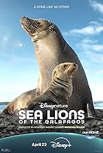 Cover image of the movie Sea Lions of the Galapagos