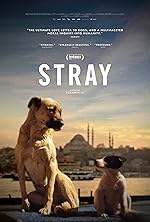 Cover image of the movie Stray