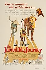 Cover image of the movie The Incredible Journey