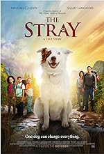 Cover image of the movie The Stray