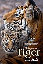 Cover image of the movie Tiger