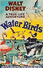 Cover image of the movie Water Birds