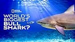 Cover image of the movie World's Biggest Bull Shark